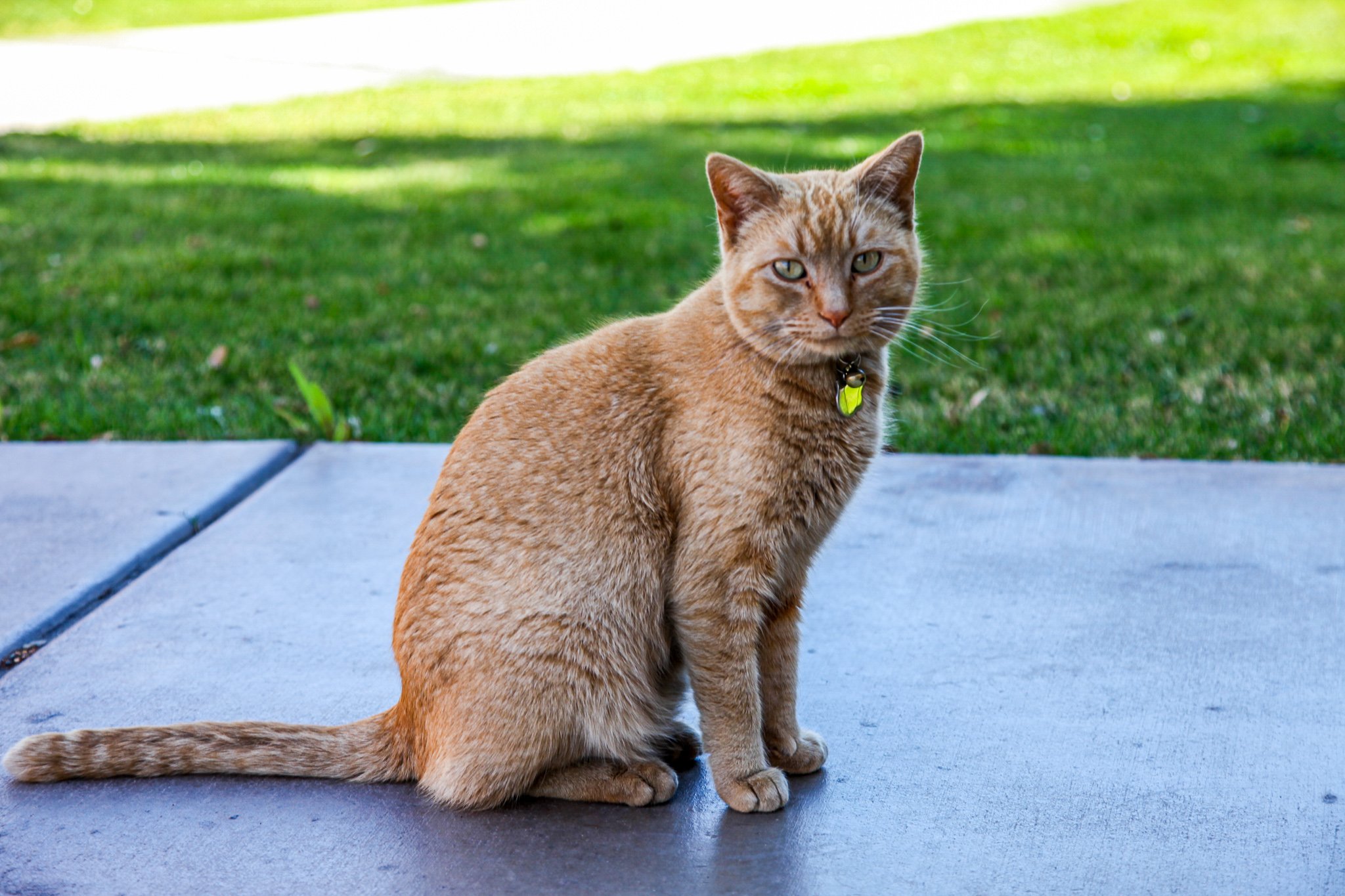 Meet the Campus Cat With a Real Job Title at a STEM University